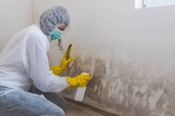 Why You Should Choose Our Mold Remediation Services in Rockmart, GA