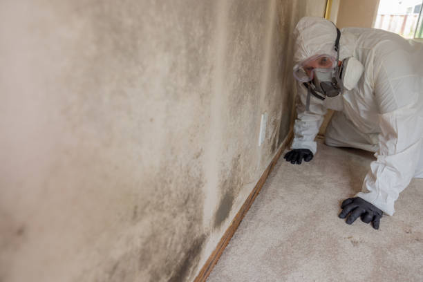 Forensic Mold Investigation in Rockmart, GA